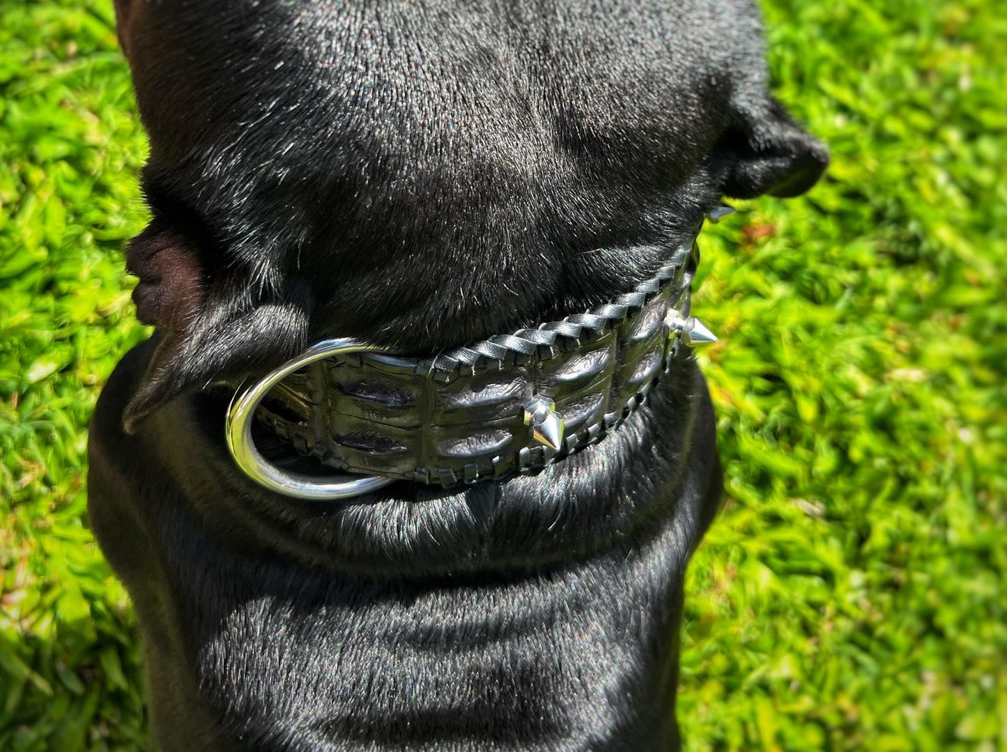 Custom Handmade Townsvillain Crocodile Collar